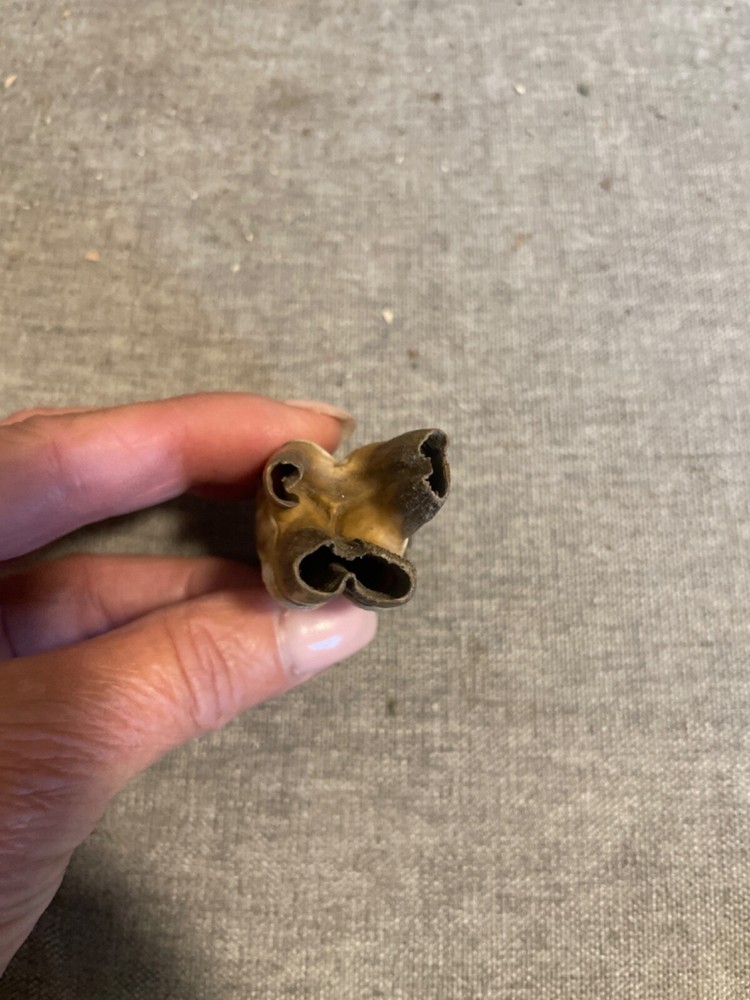 ice age horse tooth