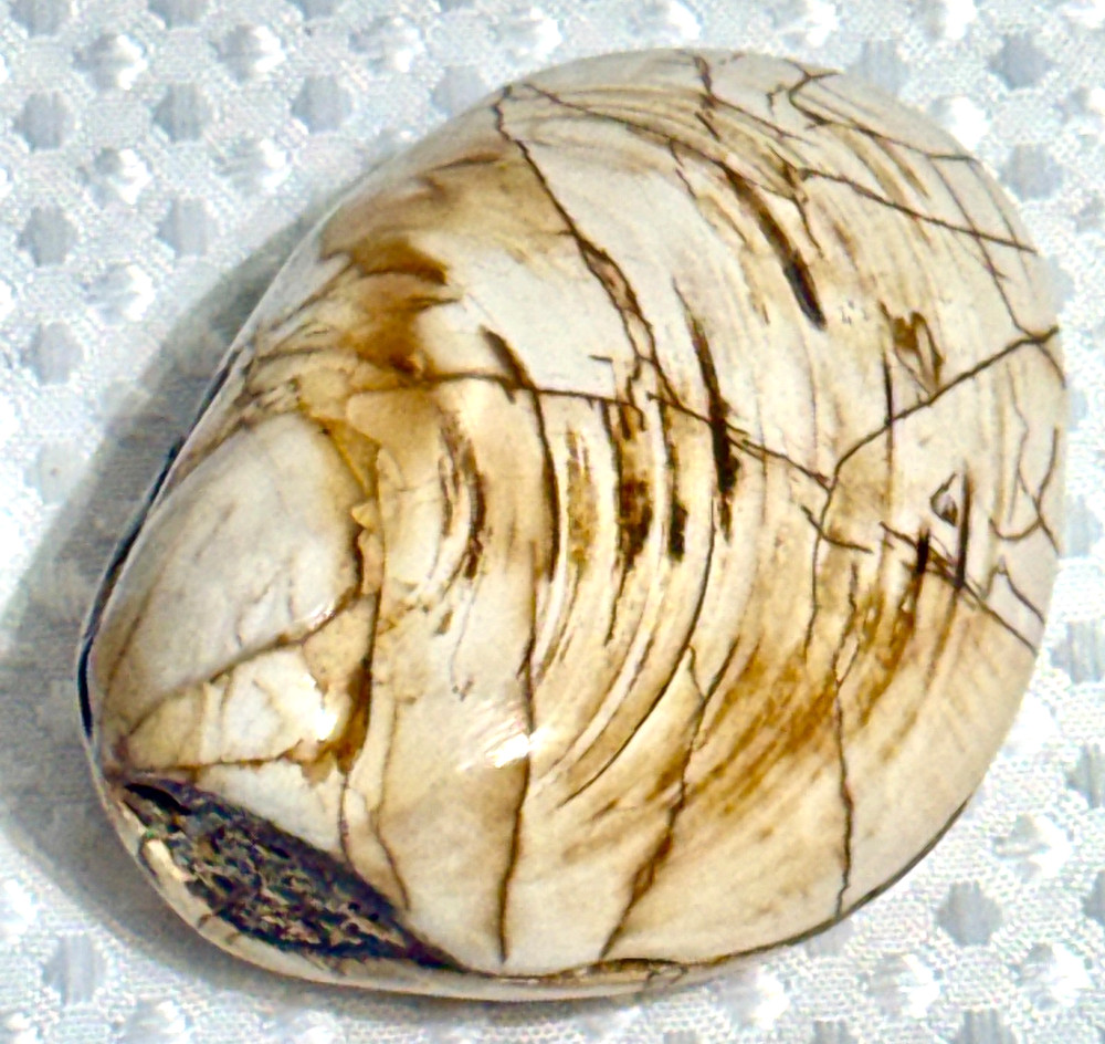Fossil Clam 162 gr. .36 lb. #643
