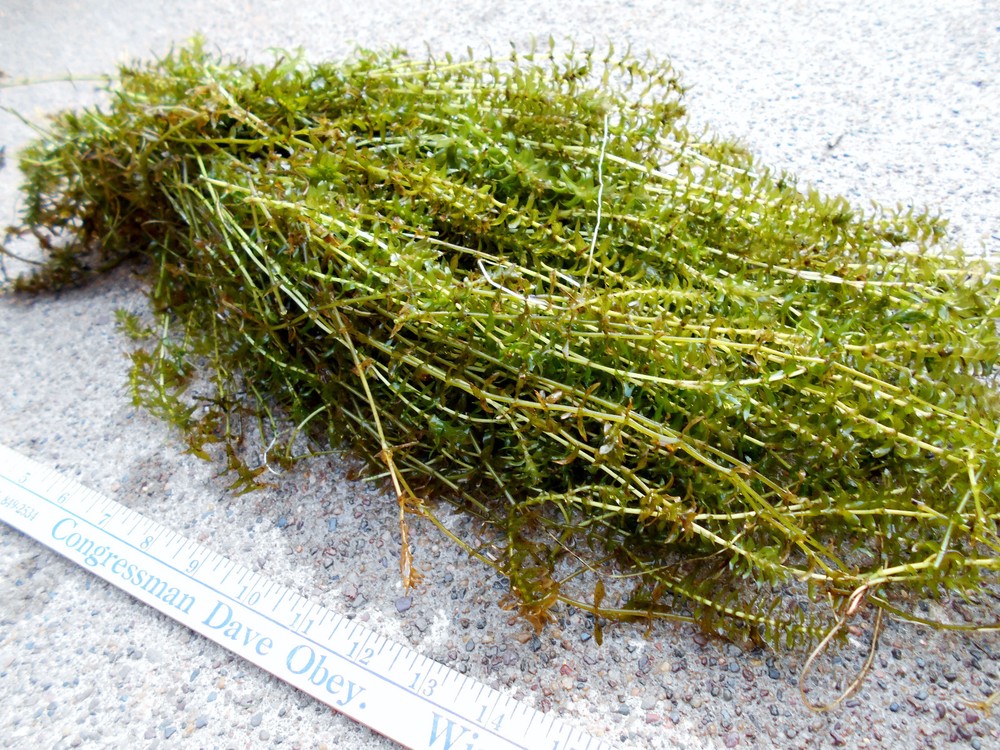 100+ STEMS ELODEA ANACHARIS WATER PLANTS 1+ POUND AQUERIUM CRAYFISH TURTLE KOI