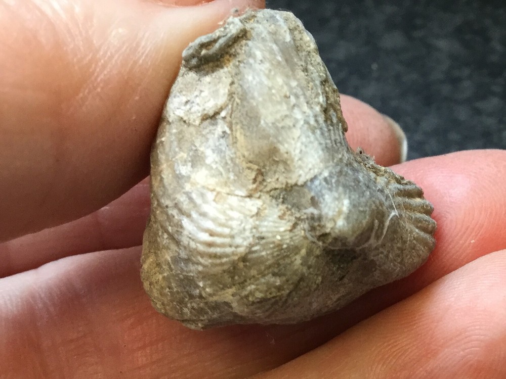 Fossil of a Shellfish 2.5cm long