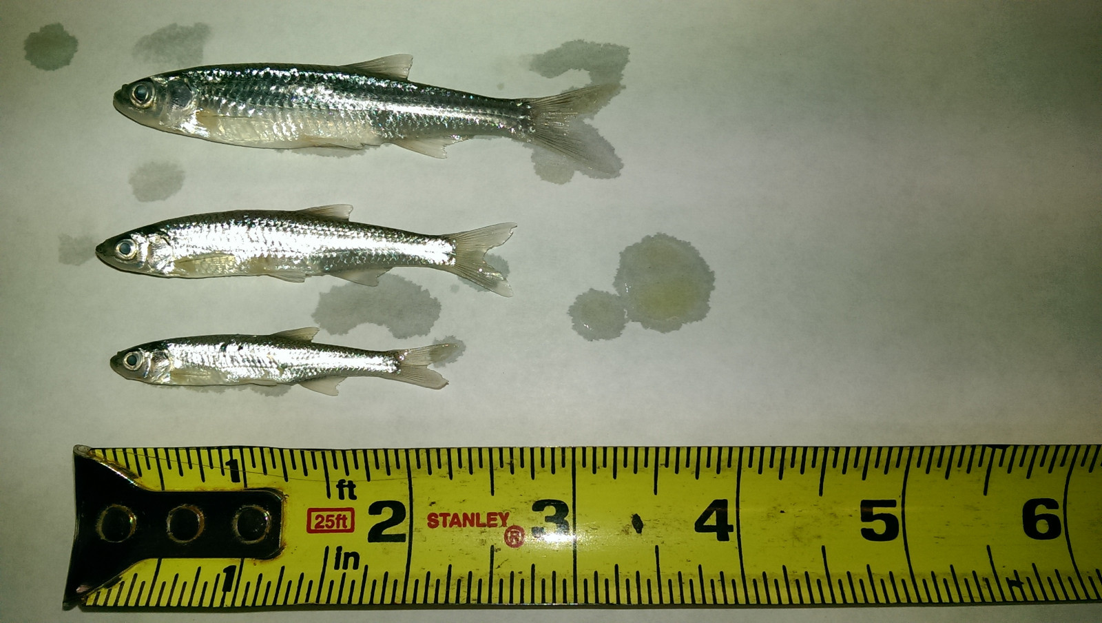 Bestbait Salted Emerald Shiners Preserved Minnows Free Shipping VHSv Free