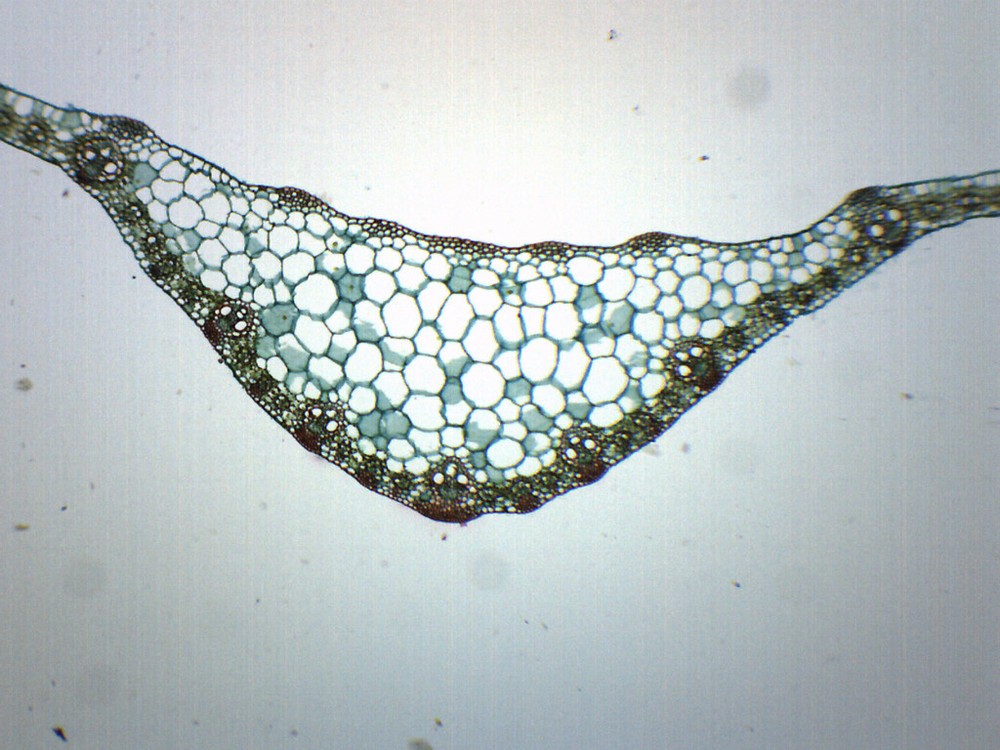 Zea Mays Leaf - CS - Prepared Slide - 75x25mm - Eisco Labs