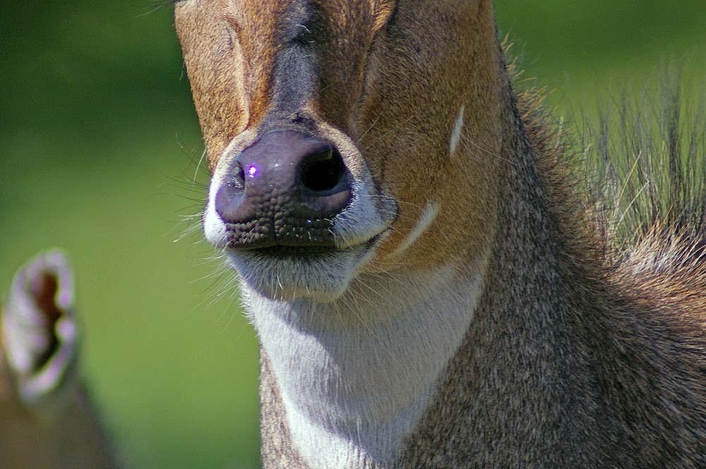 Nilgai Taxidermy Reference Photo Cd