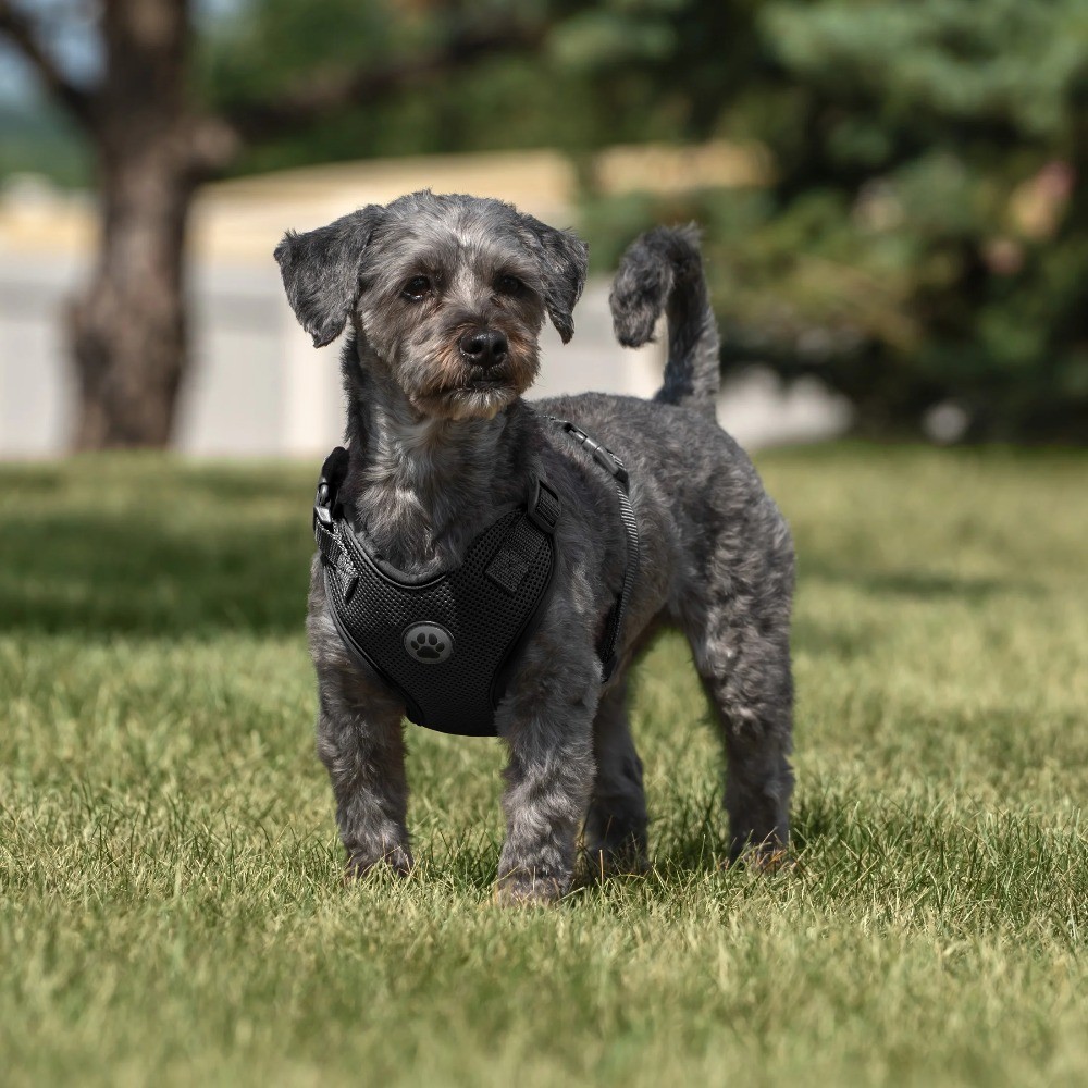 Adjustable Mesh Reflective Dog Harness for Walking Small Black