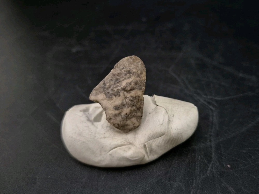 Fossil Dinosaur Permineralized Tooth T-rex 🦖