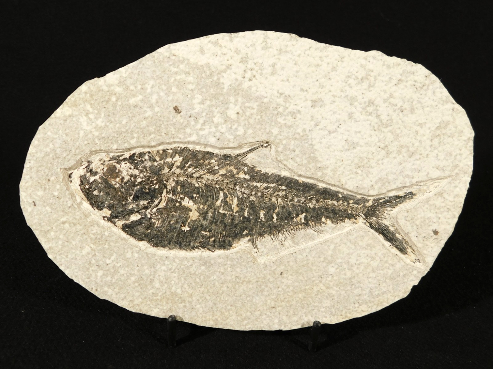 Larger! FIFTY Million Year Old! Diplomystus Dentatus FISH Fossil Wyoming 343gr