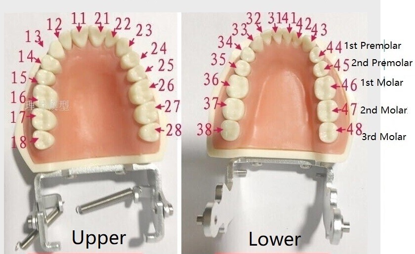 10x Dental Root Canal Teeth Study Practice Model Endodontic Pulp File Injection