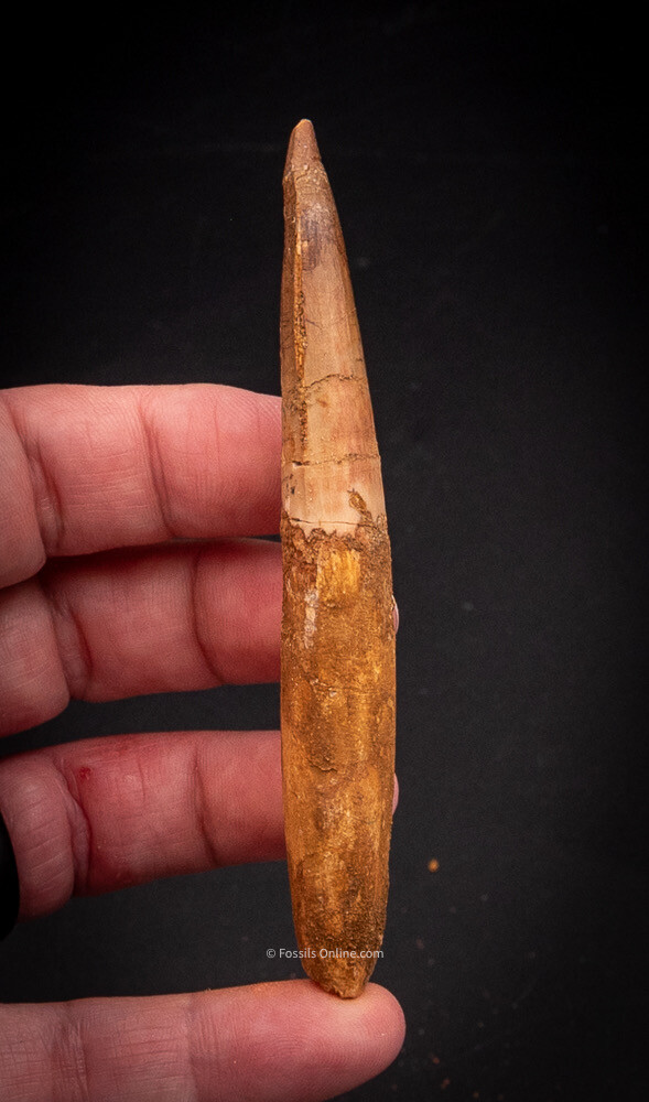  Spinosaurus Dinosaur Tooth    4.54”             2594