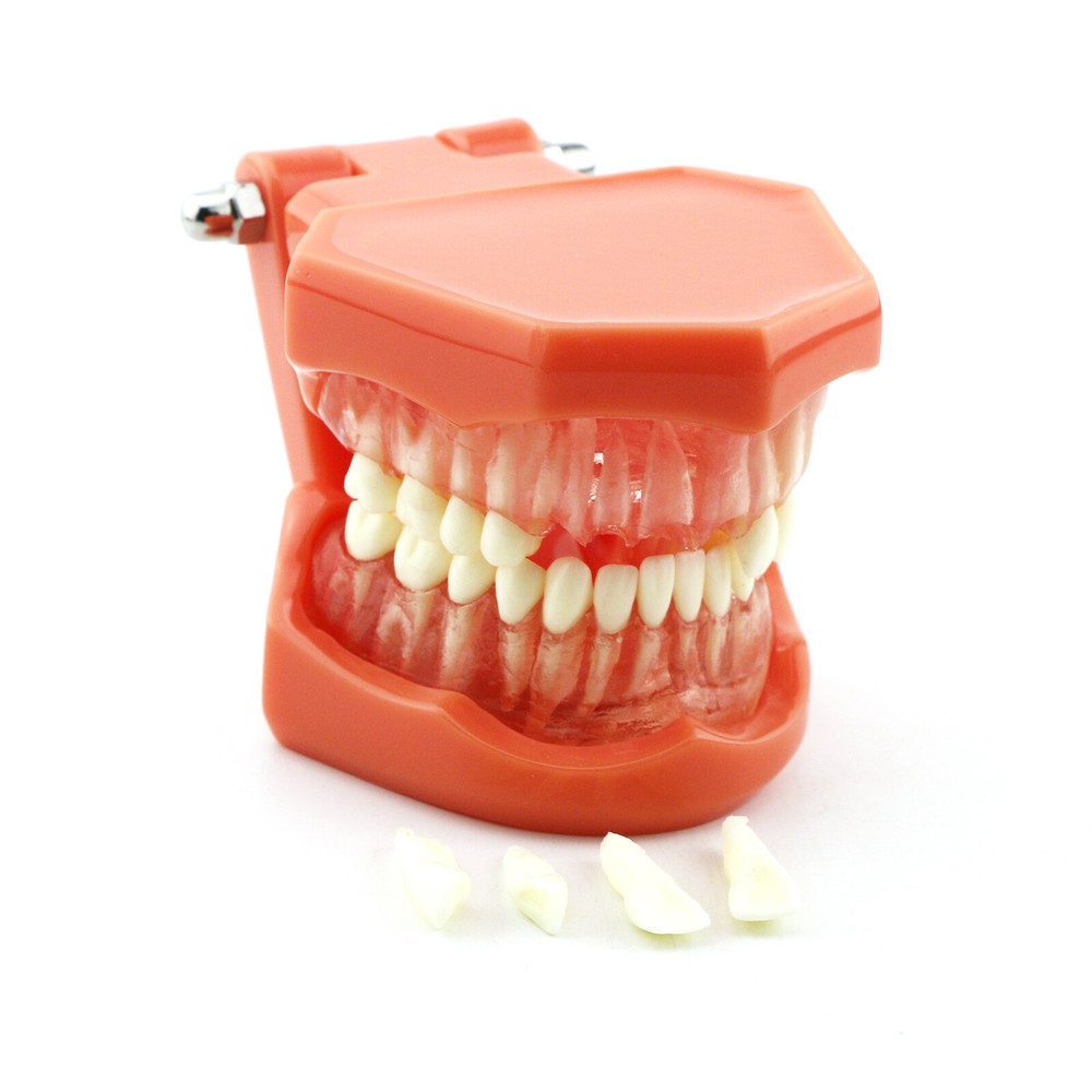 Dental Practice Ortho Typodont Teeth Model for Brushing Standard Teeth Model