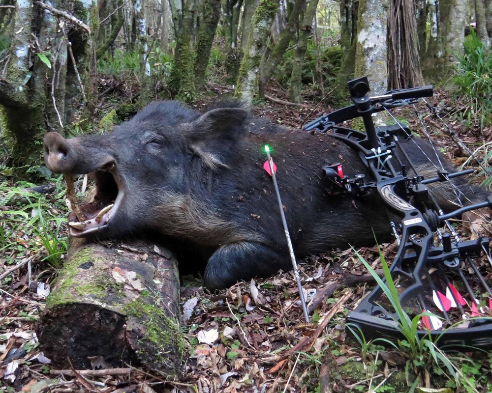 9PCS S Lighted Nocks for Arrows with .244 Inside Diameter Automatic Compound ...