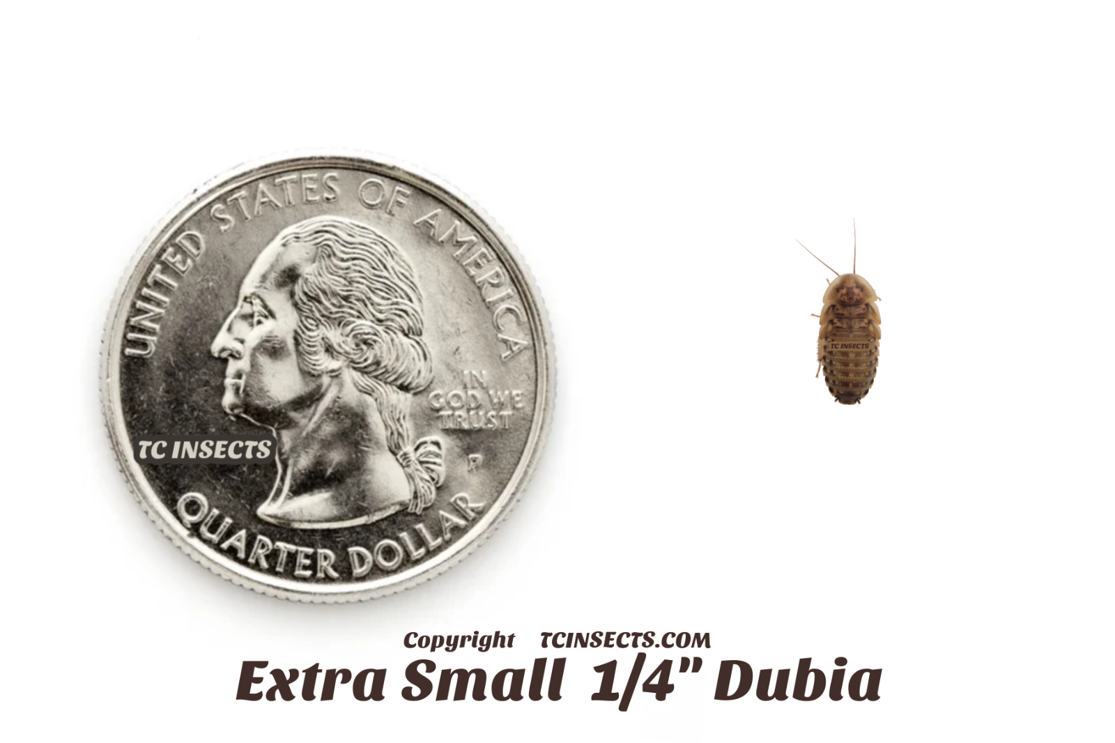 Dubia Roaches | Small, Medium, Large | Live Arrival & FREE SHIPPING NATIONWIDE!