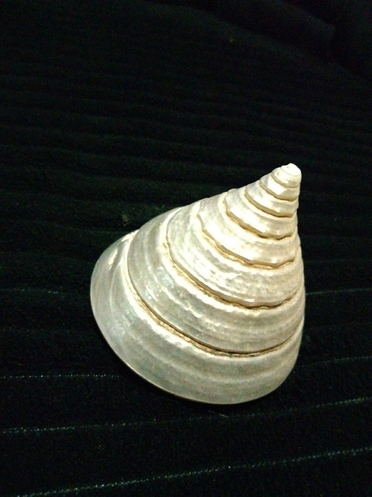 Pearl Trochus Shell 2"