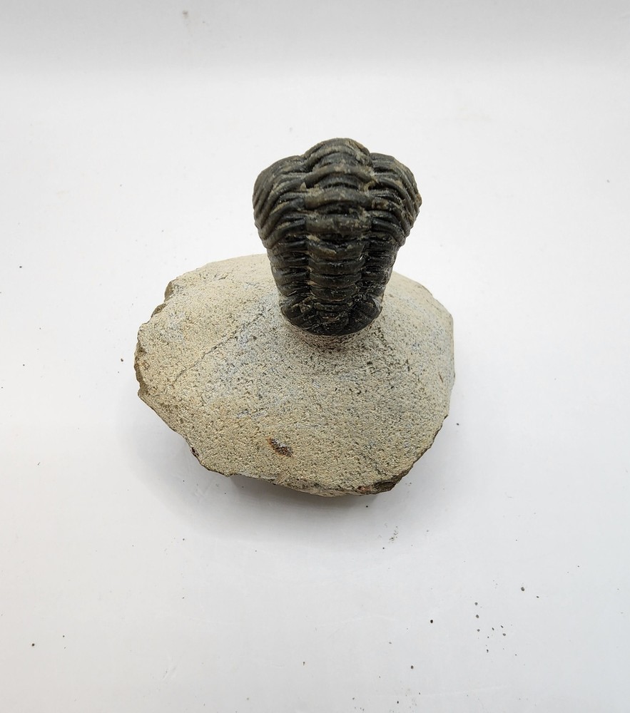 Look at this Trilobite