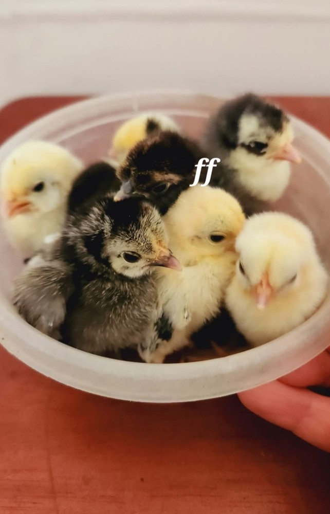 12Serama Hatching Eggs