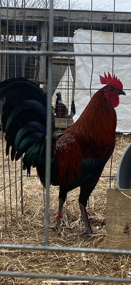 “Hatching Eggs”-for Sale Chicken