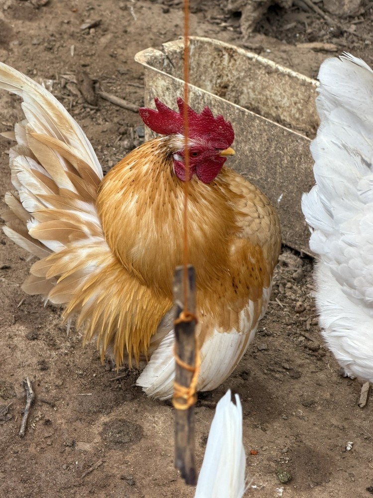 12+ 2 small Quality Serama Chicken Hatching Eggs
