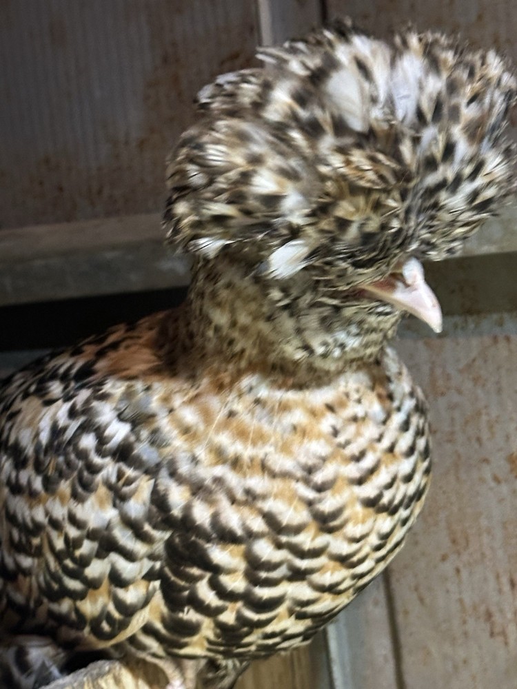 12+++Extra Candy Corn Polish Fertile Hatching Eggs