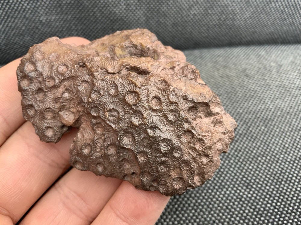 Fossil Coral Head, Unidentified sp, Morocco.