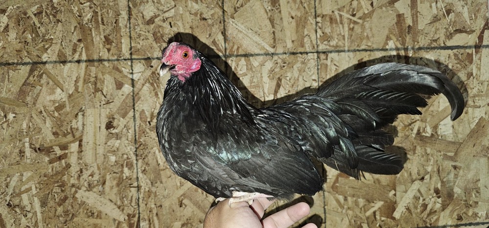 Black Azteca Bantam "Kikiriki"+🥚🥚🎉