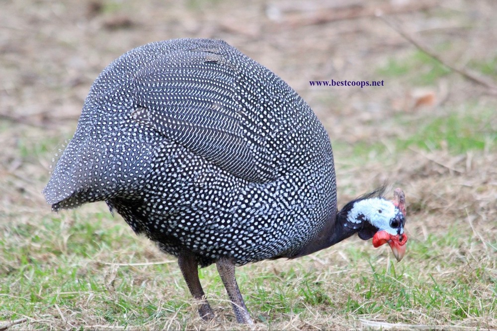6+ Pearl Guinea Fowl Hatching Eggs