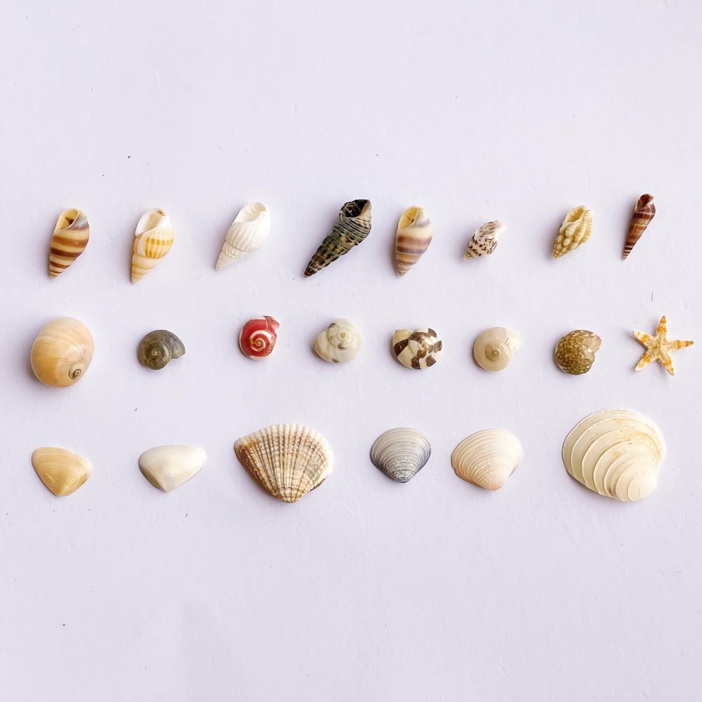 1200 Pcs Tiny Sea Shells Mixed Ocean Beack Spiral Seashells for Fish Tank