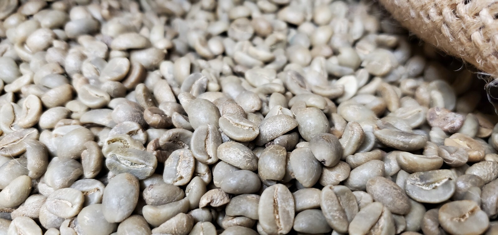 5 LBS HIGH ALTITUDE PERUVIAN PERU UNROASTED GREEN COFFEE BEANS - ORGANIC ARABICA