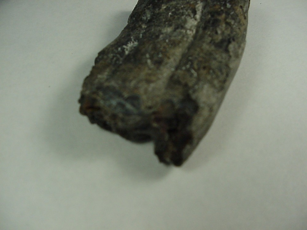 Fossilized Horse tooth from South Florida