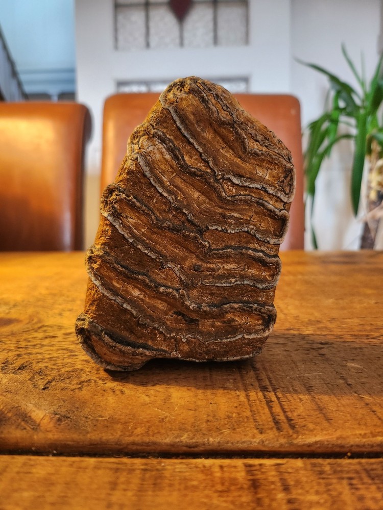 Fossilised  tooth found in Happisbugh