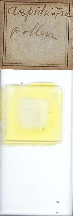 Aspidistra Pollen Microscope Slide