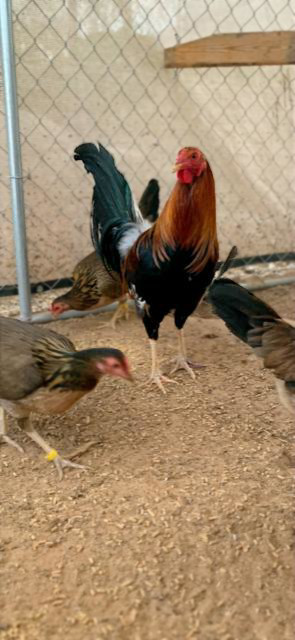 6 chicken hatching eggs