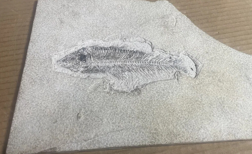 Fossil Fish 8.5 X 10.5