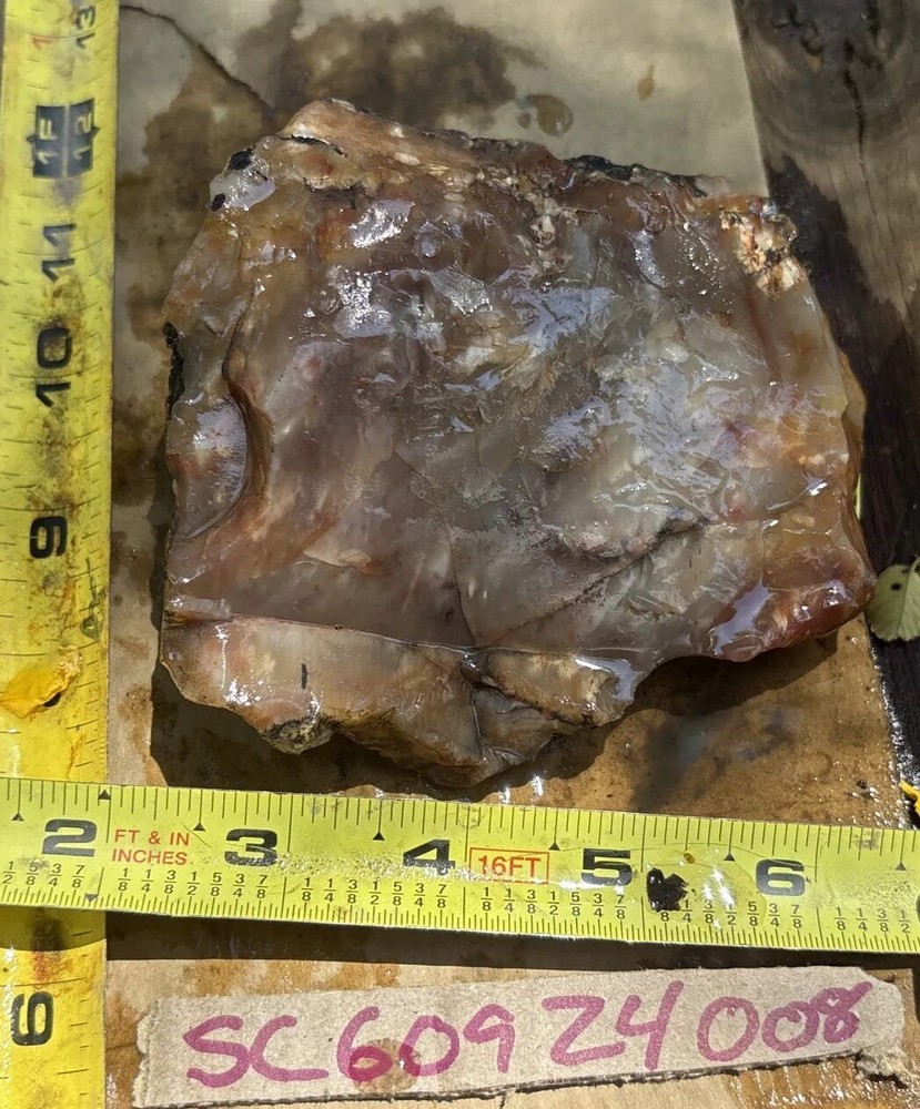 Silver Creek Junction Petrified Wood
