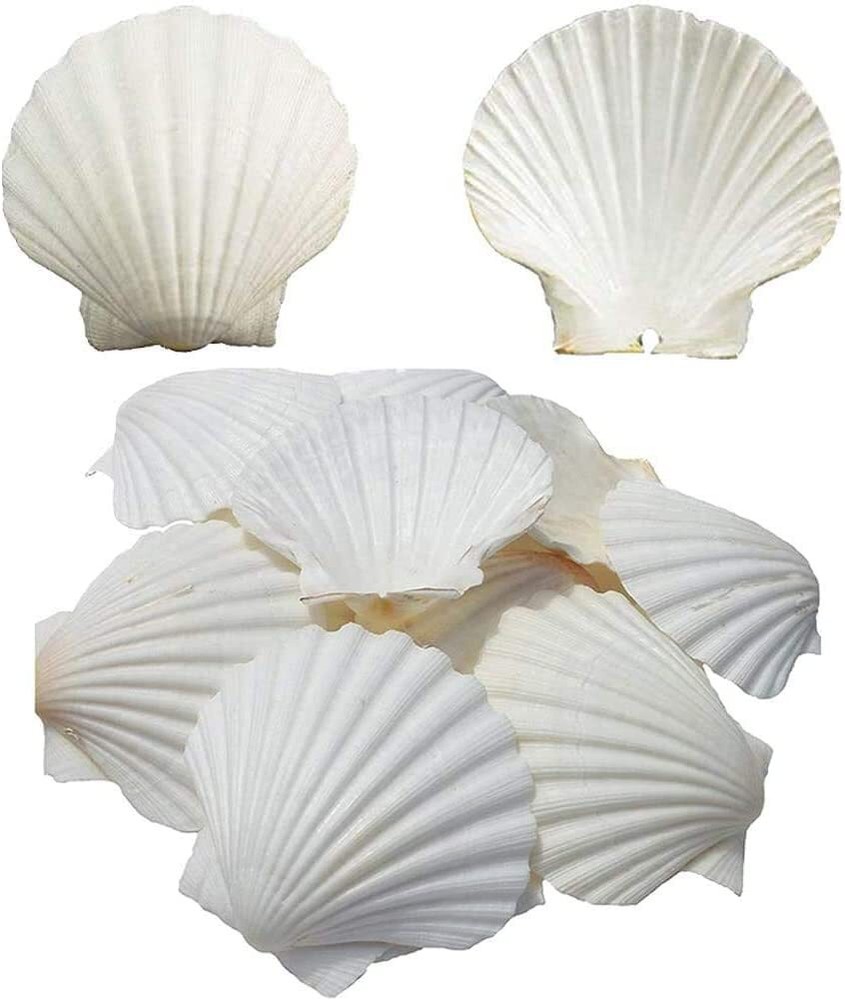 Scallop Shells for Serving Food Baking Shells Large Natural White Scallop
