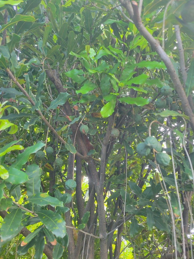 Beaumont Macadamia Nut Seedling (Macadamia integrifolia)