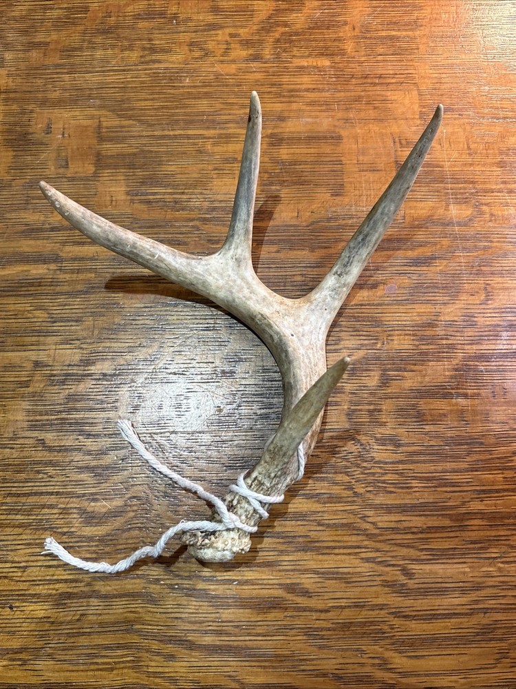 Naturally Shed Deer Antler Single 4 Point Small