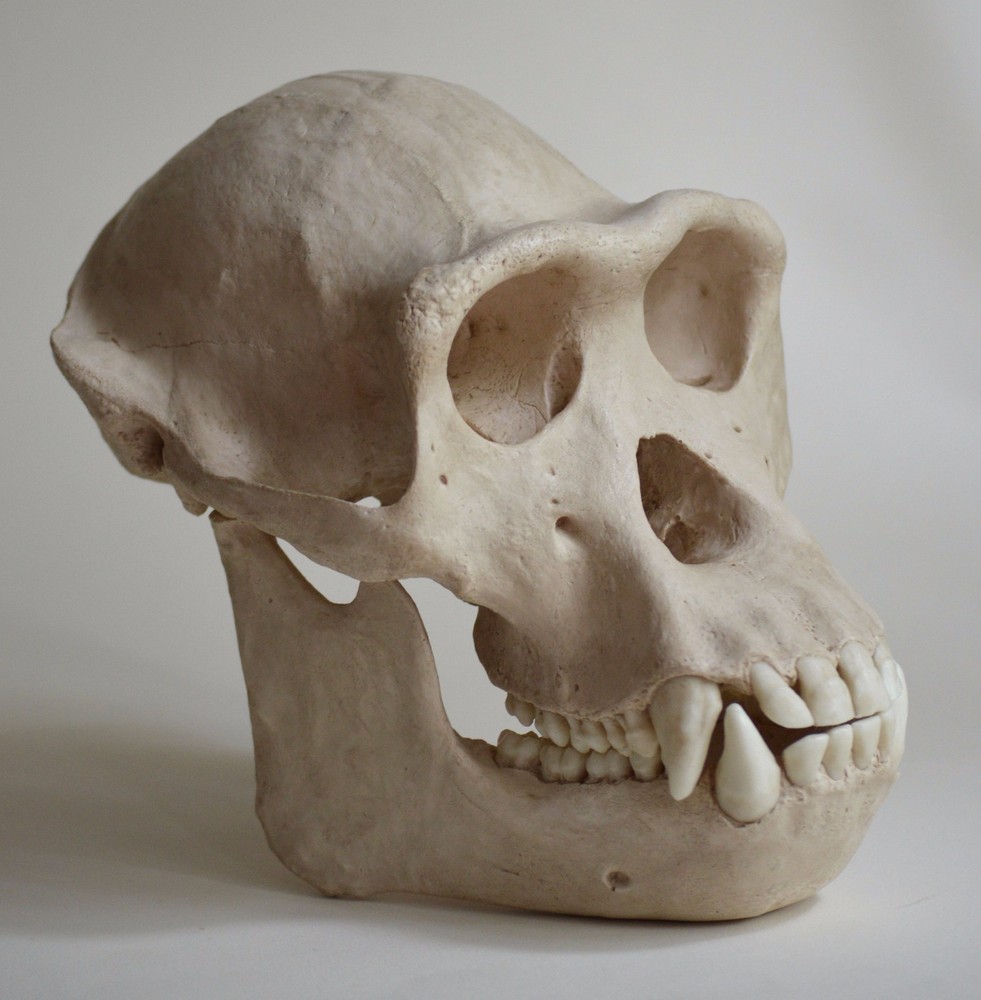 Chimpanzee Skull Replica