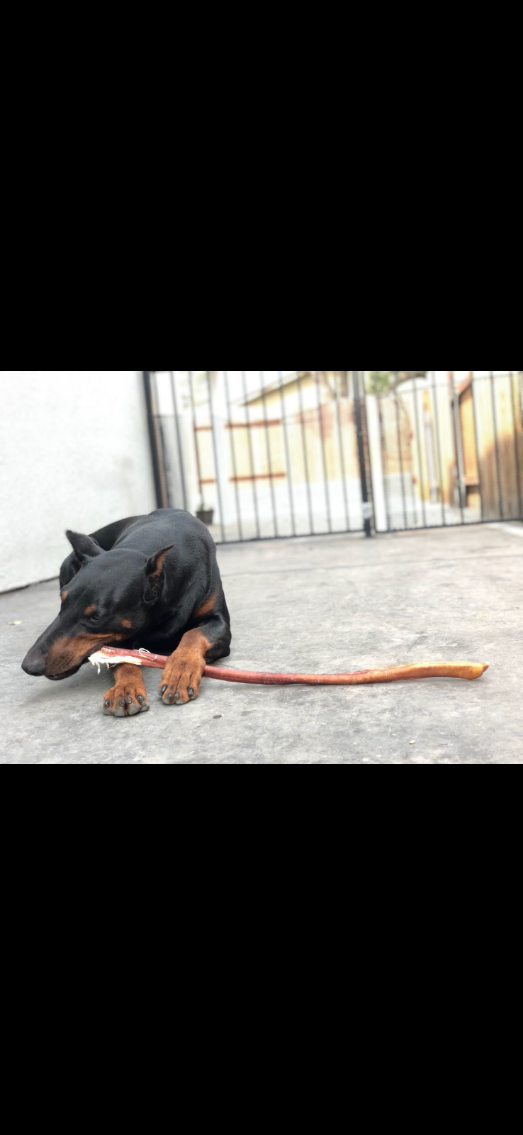 12" Black Angus JUMBO THICK BULLY STICKS natural dog chews treats Dog Bone