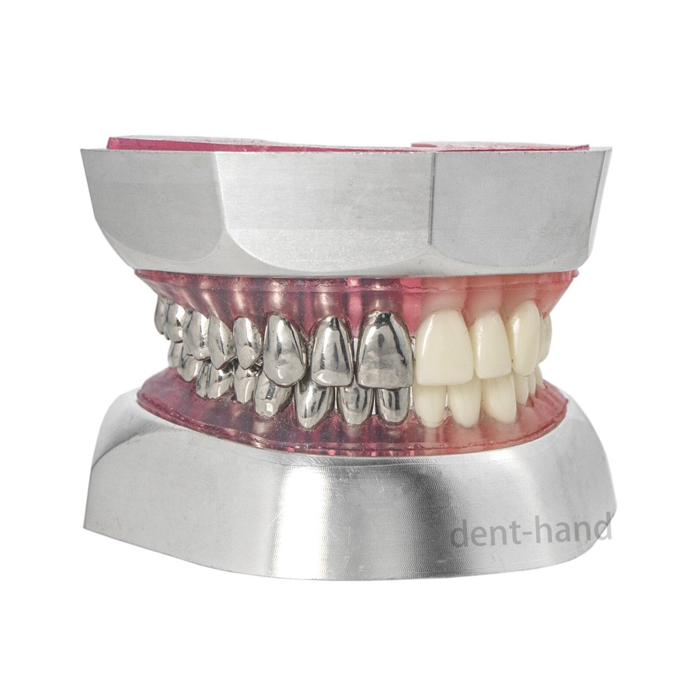Dental Typodont Preparation Model Detachable 32Pcs Teeth for Training M8028