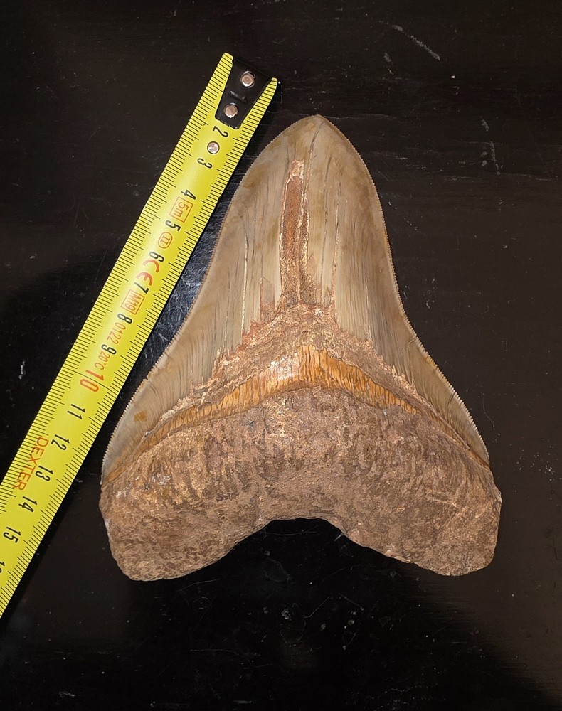 Megalodon Tooth 15.3 Centimeters
