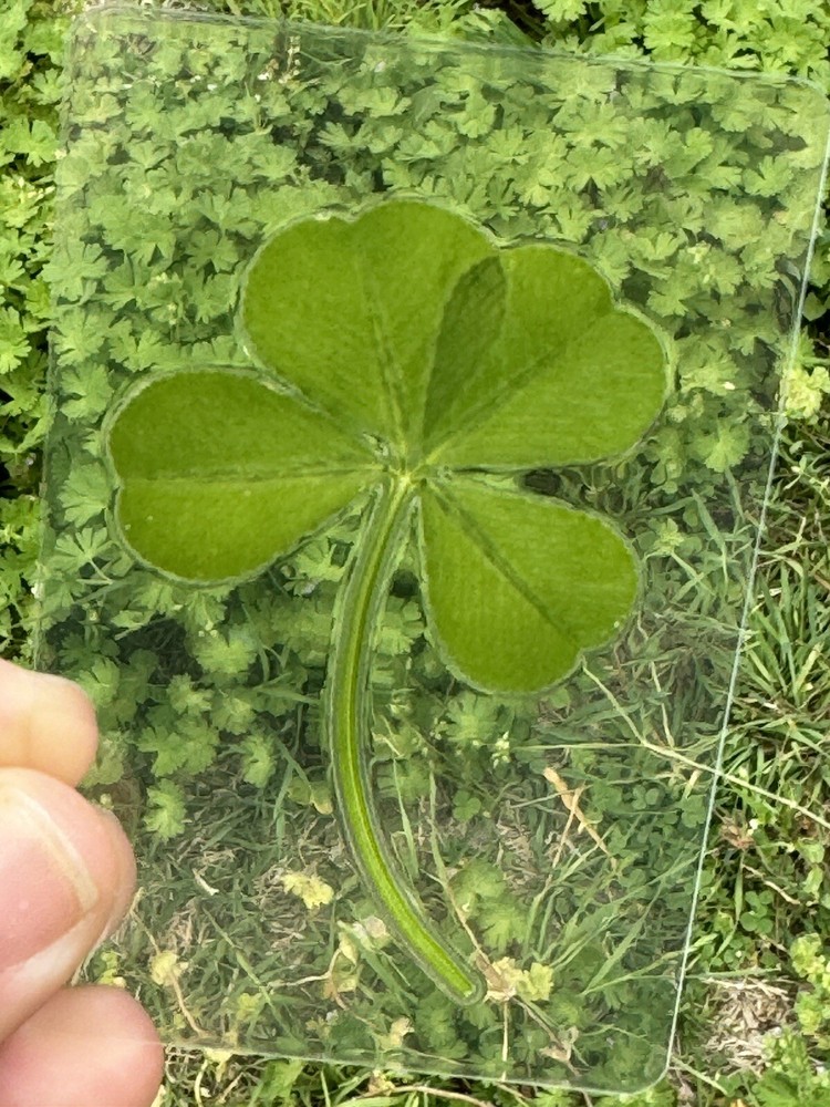 Genuine Real Laminated Four Leaf Clover 🍀