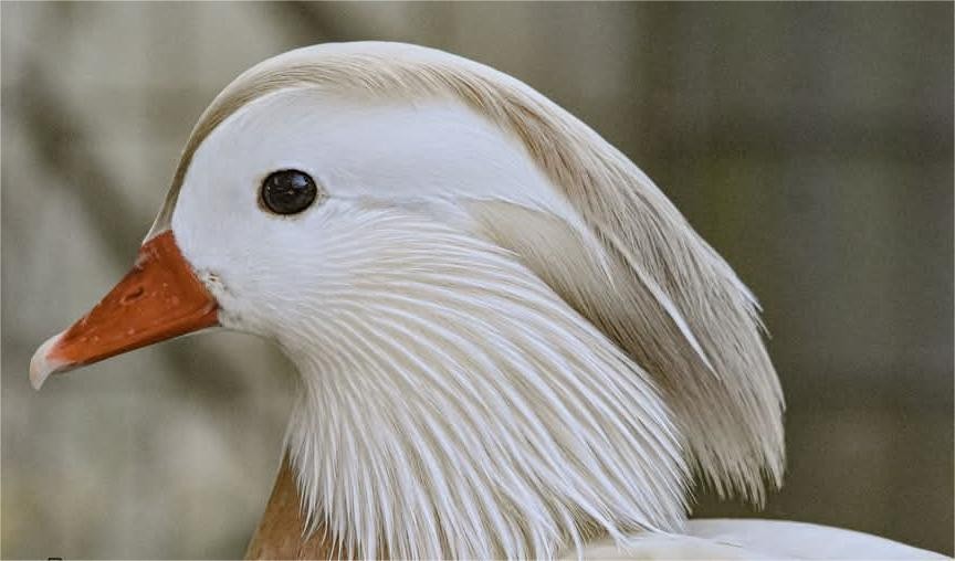 1 Regular SPLIT TO WHITE SINGLES Exotic Mandarin Duck Hatching Eggs PRESALE