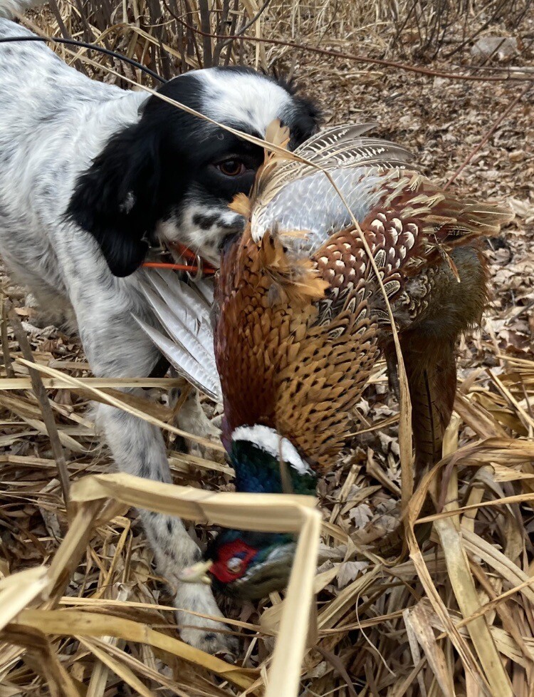 Rooster RINGNECK PHEASANT Full SKIN 2 Wings Tail Feathers Wall Art Man Cave