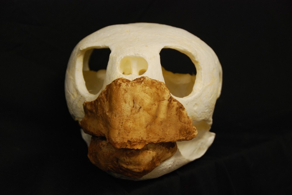 LOGGERHEAD TURTLE SKULL REPLICA