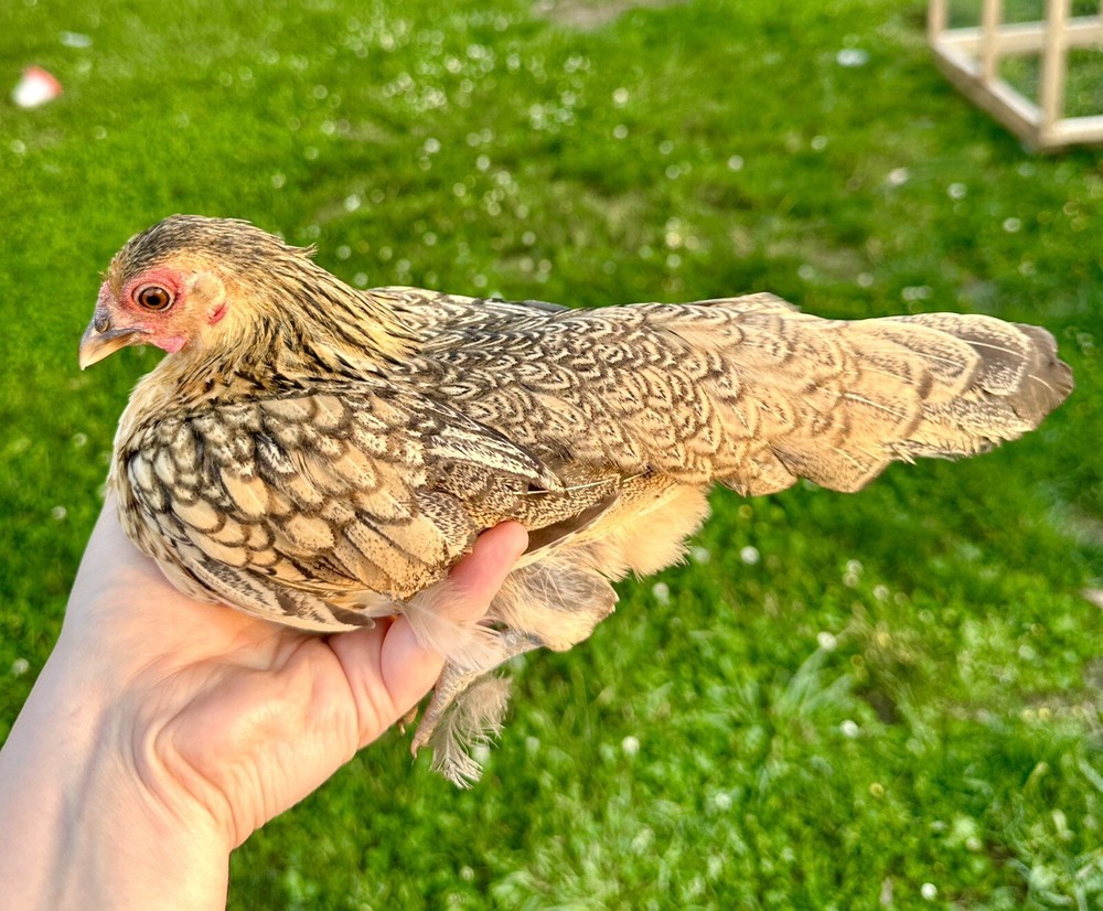 kikiriki hatching eggs 6++ PLEASE READ THE DESCRIPTION