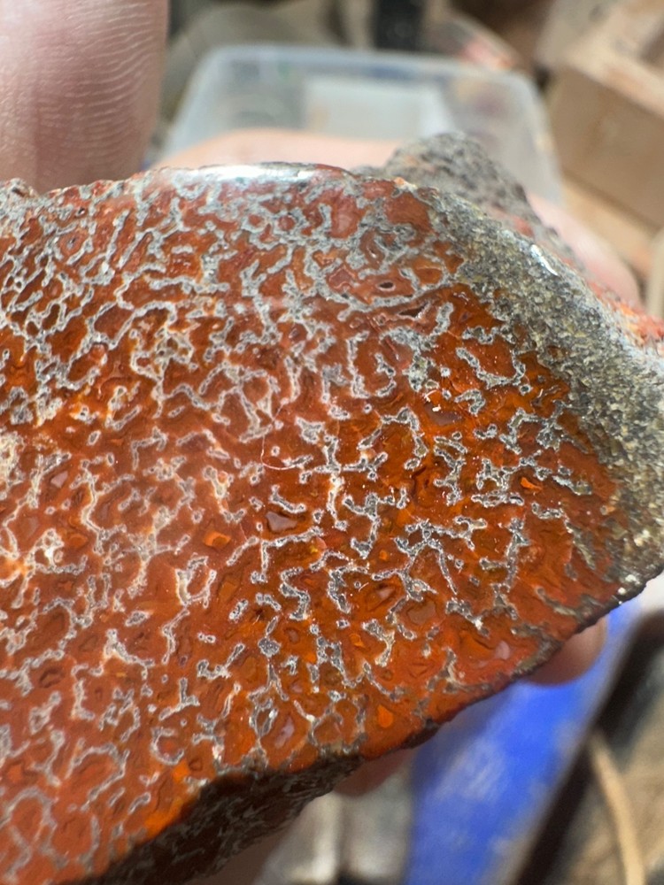 Dinosaur bone rough polished specimen