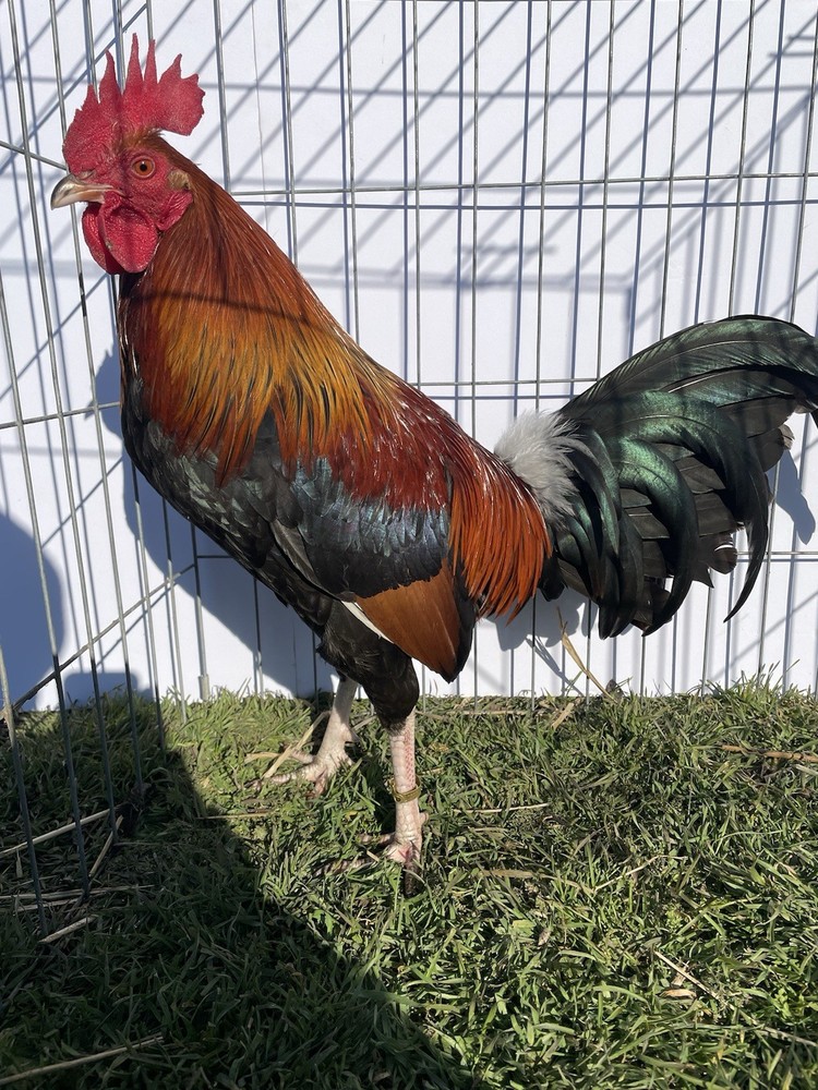 DoubleHFarm|| Fertilized 12 Hatching Eggs