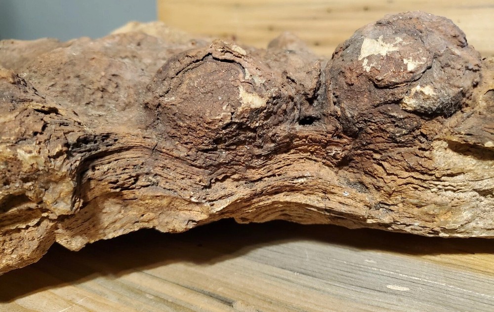 Fossil Coprolite 25lbs Dinosaur Dung Poop