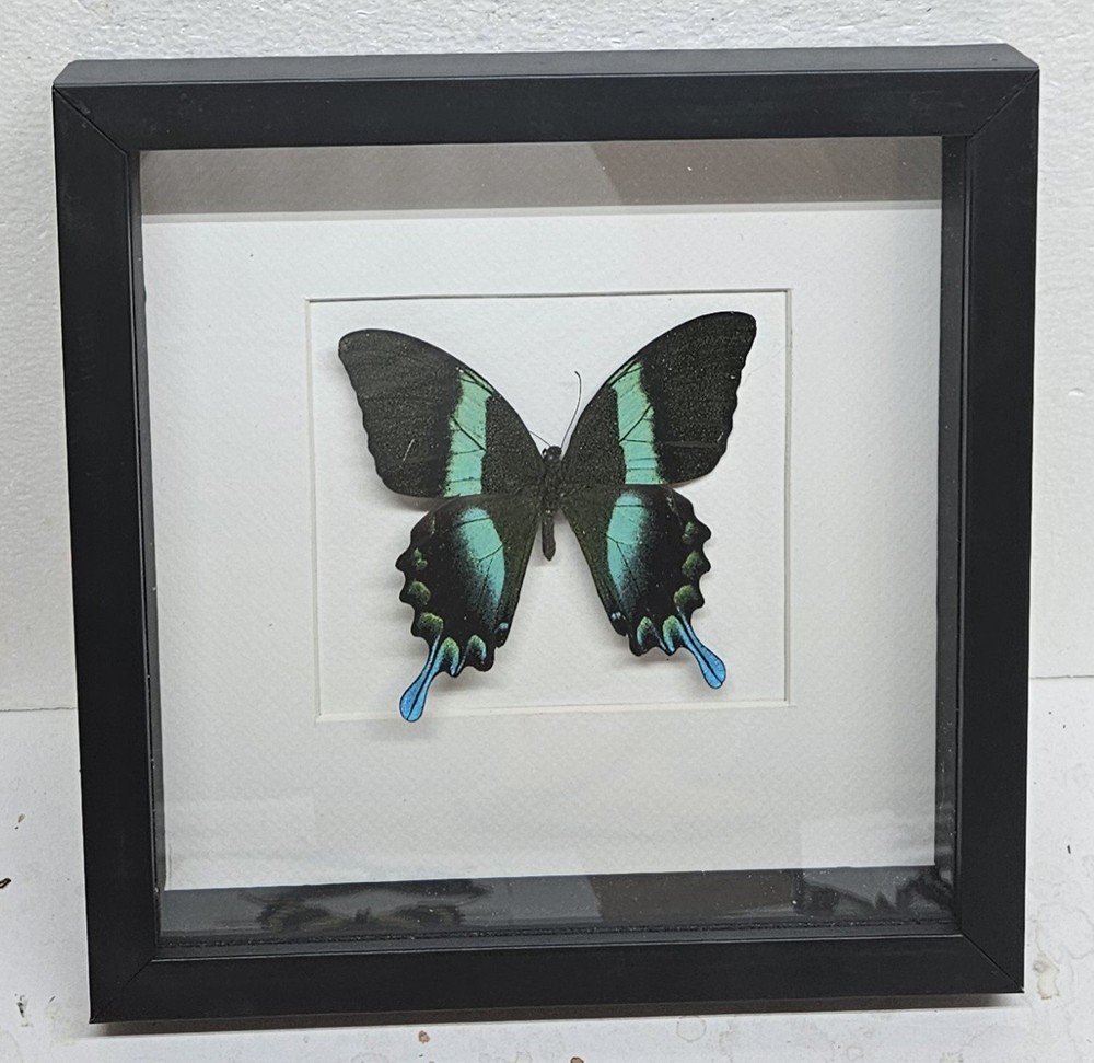 Real framed peacock swallowtail in Custom shadowbox