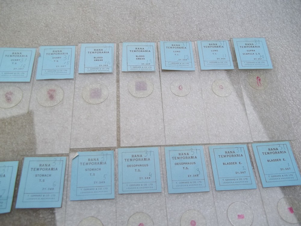 Vintage Glass Microscope Slides -