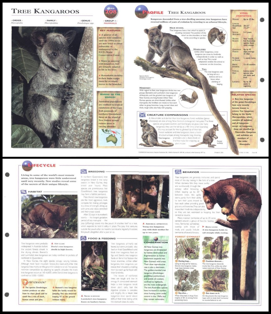 Fold-Out Sheet - Tree Kangaroo - 208